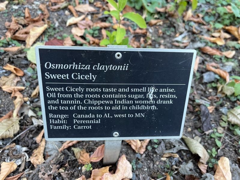 <i>Osmorhiza claytonii</i> Marker. Click for full size. <i>Osmorhiza claytonii</i> Marker image. Click for full size.