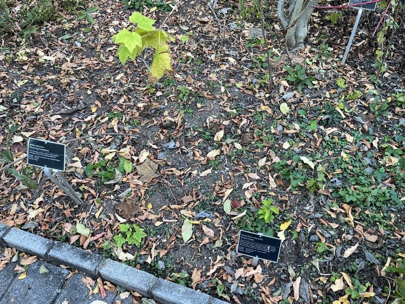 <i>Osmorhiza claytonii</i> Marker. Click for full size. <i>Osmorhiza claytonii</i> Marker image. Click for full size.