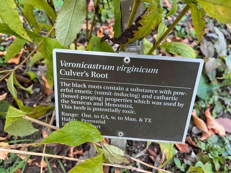 <i>Veronicastrum virginicum</i> Marker. Click for full size. <i>Veronicastrum virginicum</i> Marker image. Click for full size.