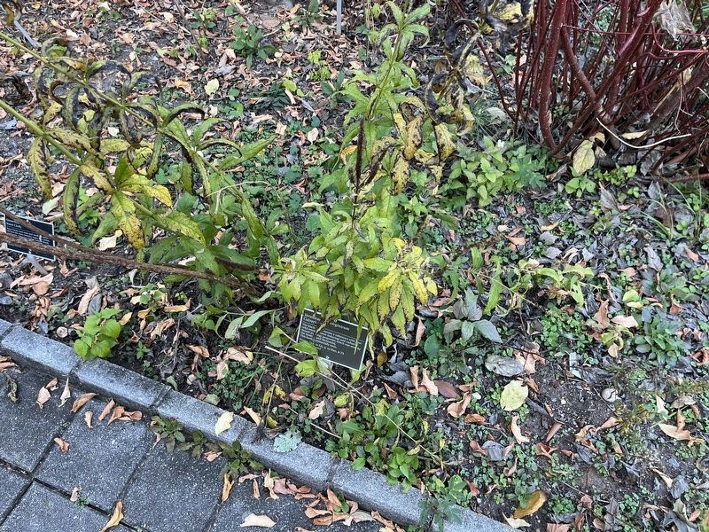 <i>Veronicastrum virginicum</i> Marker. Click for full size. <i>Veronicastrum virginicum</i> Marker image. Click for full size.