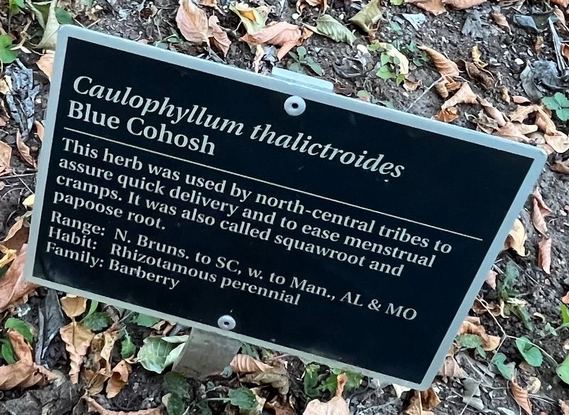 <i>Caulophyllum thalictroides</i> Marker. Click for full size. <i>Caulophyllum thalictroides</i> Marker image. Click for full size.
