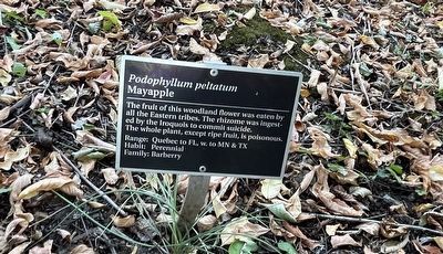 <i>Podophyllum peltatum</i> Marker image. Click for full size.