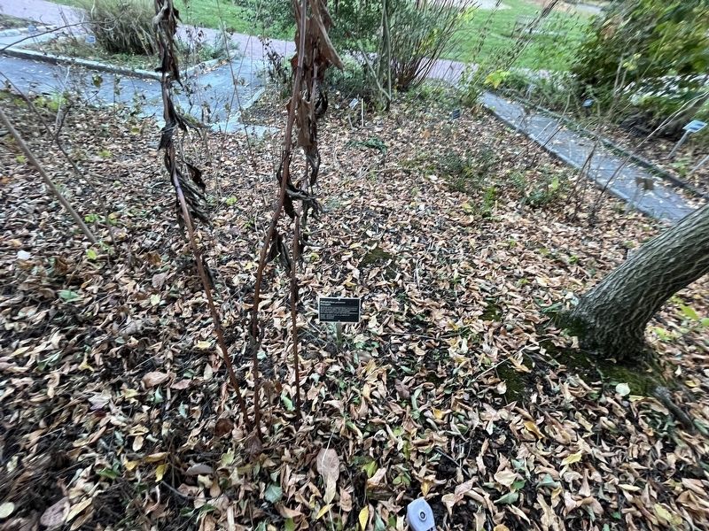 <i>Podophyllum peltatum</i> Marker. Click for full size. <i>Podophyllum peltatum</i> Marker image. Click for full size.