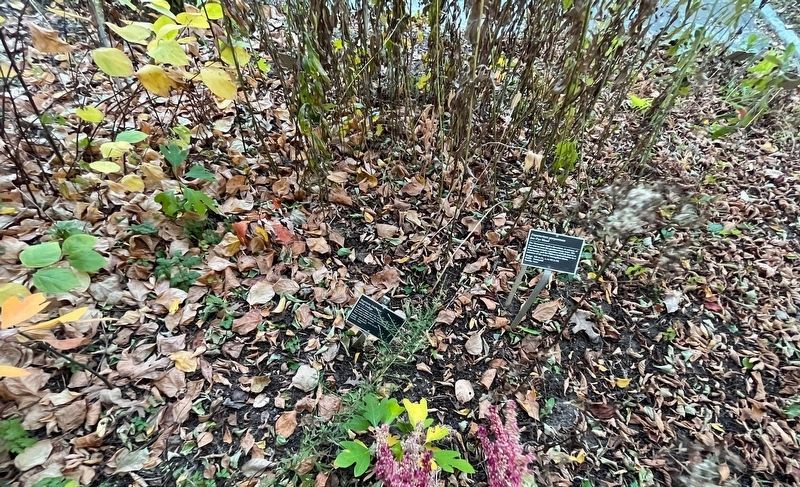 <i>Baptistia tinctoria</i> Marker. Click for full size. <i>Baptistia tinctoria</i> Marker image. Click for full size.