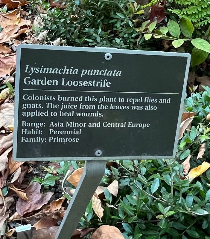 <i>Lysimachia punctata</i> Marker. Click for full size. <i>Lysimachia punctata</i> Marker image. Click for full size.