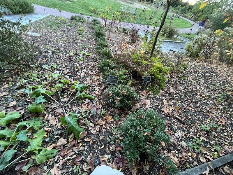 <i>Lysimachia punctata</i> Marker. Click for full size. <i>Lysimachia punctata</i> Marker image. Click for full size.
