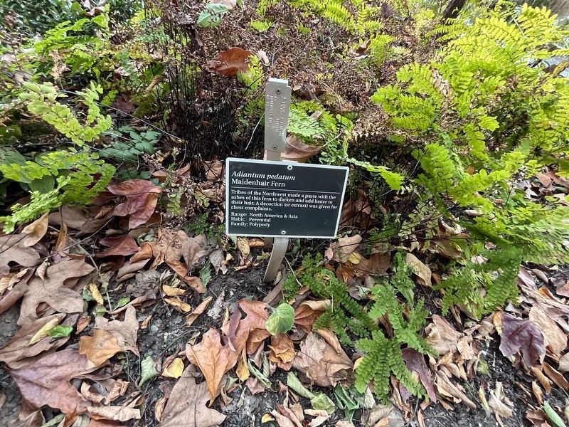 <i>Adiantum padatum</i> Marker. Click for full size. <i>Adiantum padatum</i> Marker image. Click for full size.