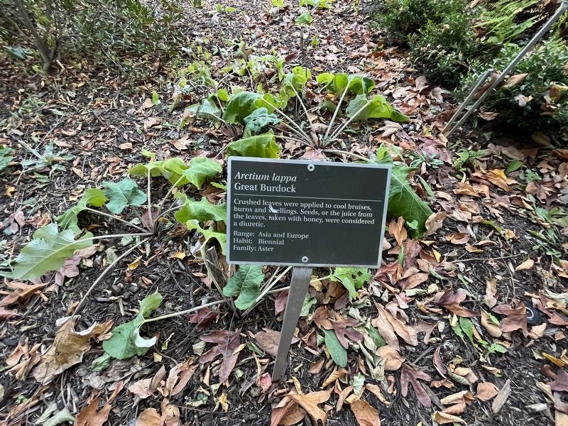 <i>Arctium lappa</i> Marker. Click for full size. <i>Arctium lappa</i> Marker image. Click for full size.