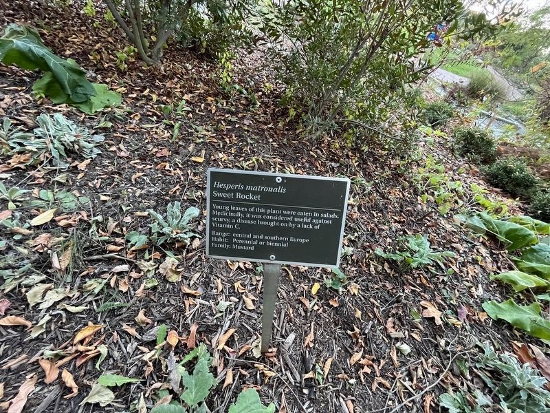 <i>Hesperis matronalis</i> Marker. Click for full size. <i>Hesperis matronalis</i> Marker image. Click for full size.