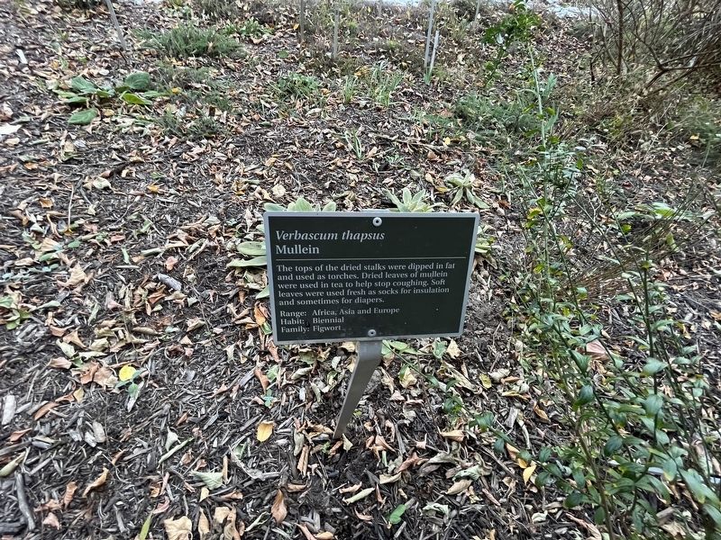 <i>Verbascum thapsus</i> Marker image. Click for full size.