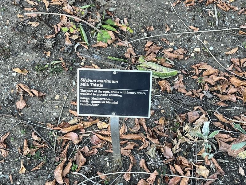 <i>Silybum marianum</i> Marker. Click for full size. <i>Silybum marianum</i> Marker image. Click for full size.