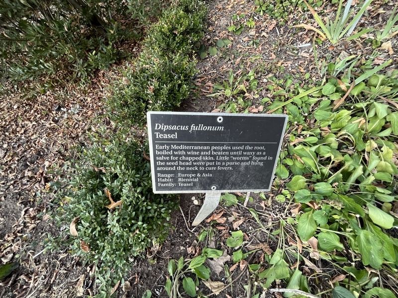 <i>Dipsacus fullonum</i> Marker. Click for full size. <i>Dipsacus fullonum</i> Marker image. Click for full size.