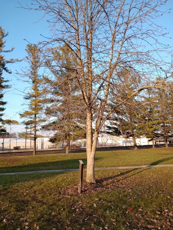 Ohio Buckeye Marker. Click for full size. Ohio Buckeye Marker image. Click for full size.