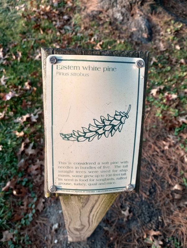 Eastern White Pine Marker image. Click for full size.