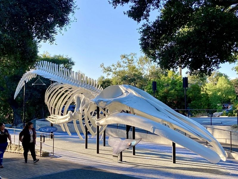 Blue Whale Skeleton image. Click for full size.