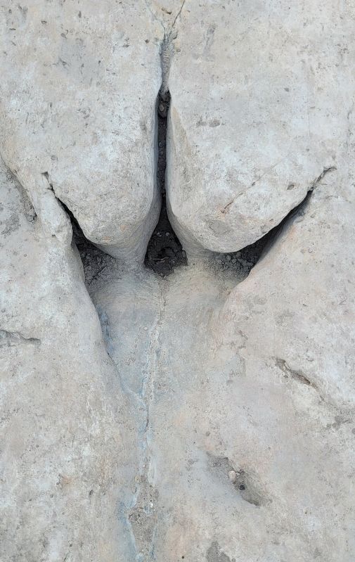 Dinosaur track image. Click for full size.