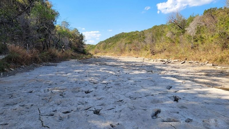 Dinosaur tracks at the Denio site on the Paluxy River image. Click for full size.
