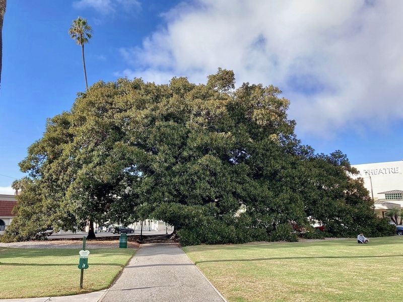 Moreton Bay Fig Tree - Planted in 1874. Click for full size. Moreton Bay Fig Tree - Planted in 1874 image. Click for full size.