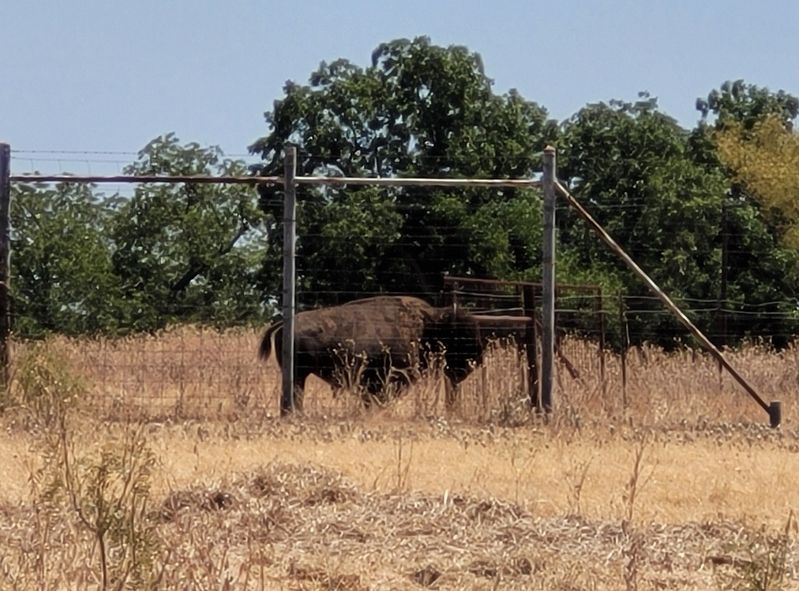 A buffalo near the marker on the ranch. Click for full size. A buffalo near the marker on the ranch image. Click for full size.