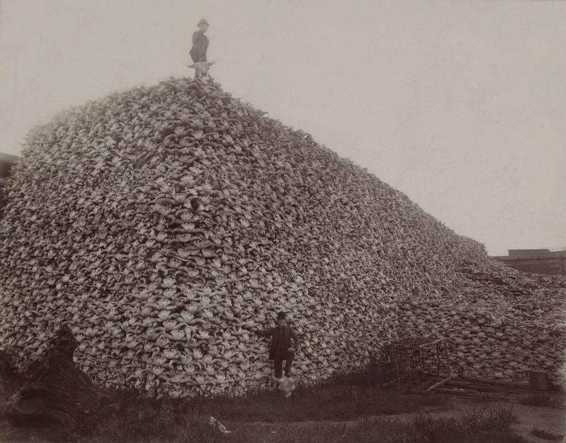 Bison skull pile image. Click for full size.