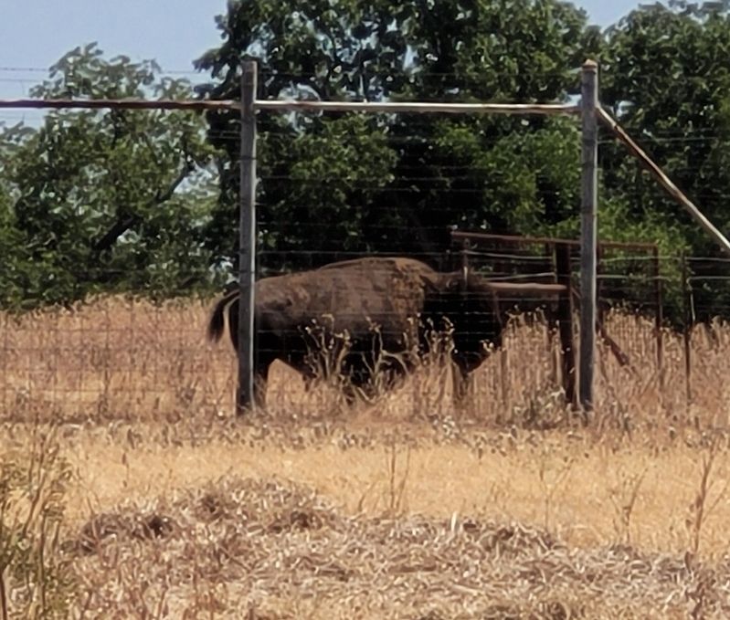 A Buffalo (Bison) near the marker at the ranch image. Click for full size.