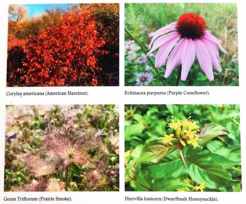 Marker detail: Some of the native plants that you will see in Heritage Park.. Click for full size. Marker detail: Some of the native plants that you will see in Heritage Park. image. Click for full size.