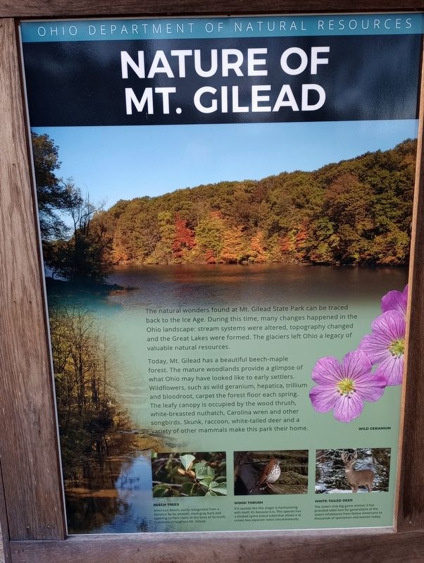 The Dams of Mt. Gilead Marker image. Click for full size.
