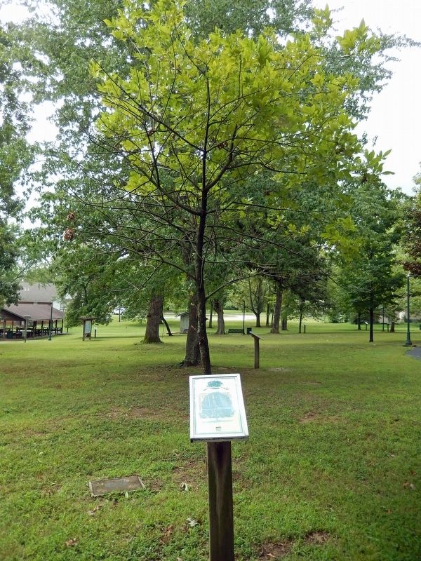 George Washington Carver Green Ash Marker & Tree image. Click for full size.