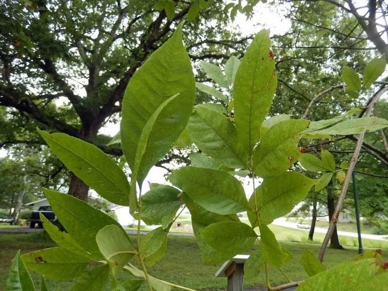 George Washington Carver Green Ash Leaf Detail image. Click for full size.