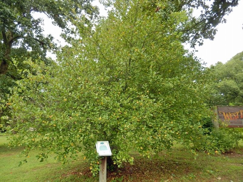 John F. Kennedy Crabapple Marker & Tree image. Click for full size.