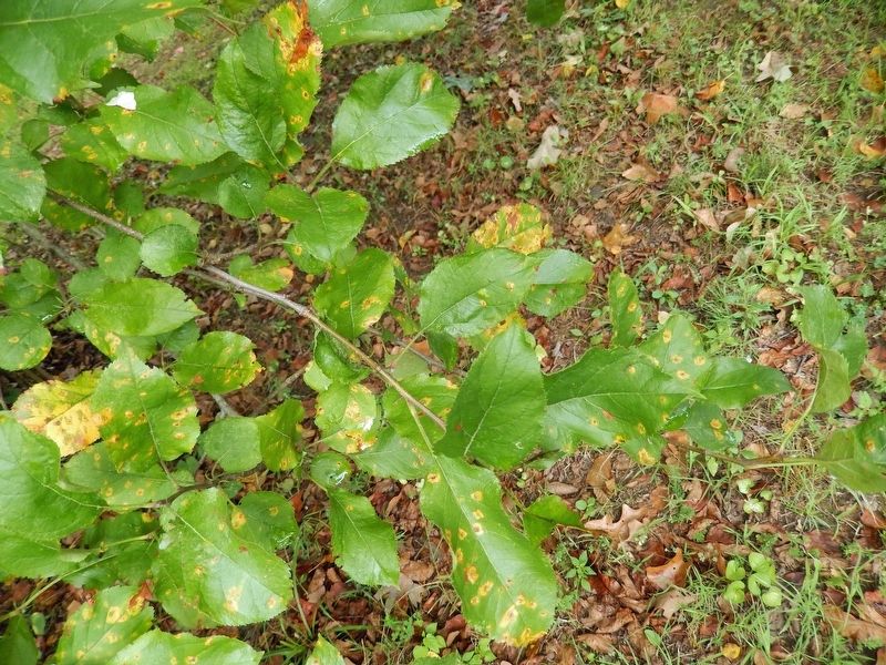 John F. Kennedy Crabapple Leaf Detail image. Click for full size.