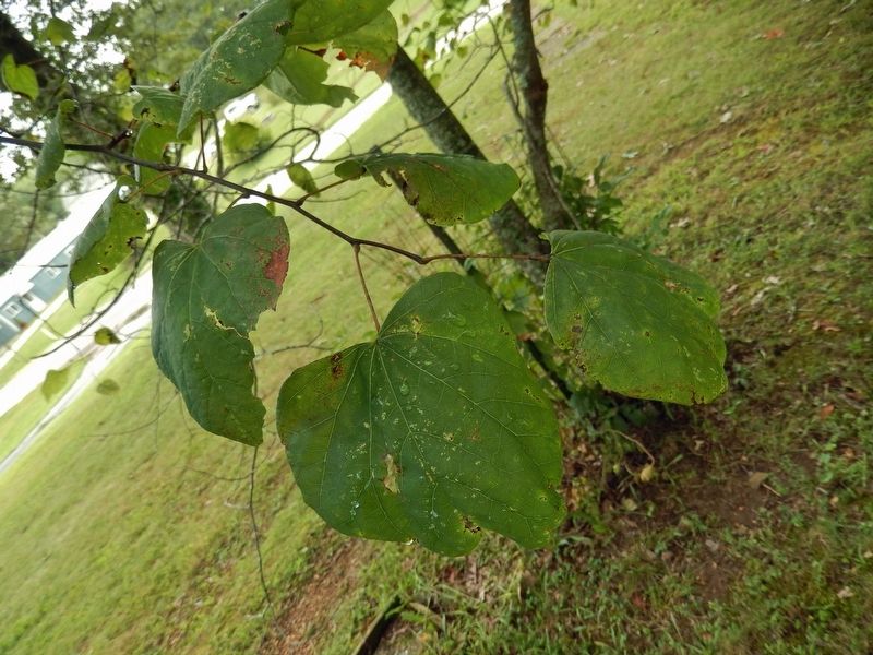 Trail of Tears Redbud Leaf Detail image. Click for full size.