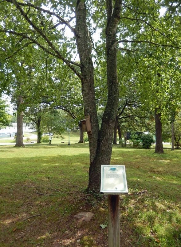Minuteman Silver Maple Marker & Tree image. Click for full size.