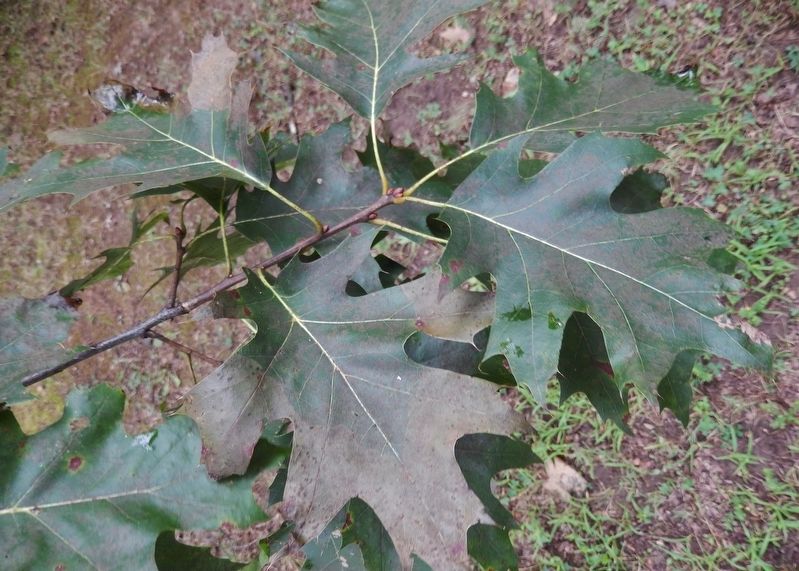 Manassas Red Oak Leaf Detail image. Click for full size.