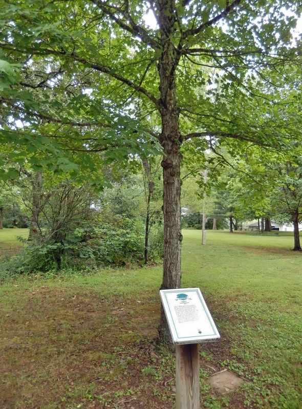 Lindbergh Red Maple Marker & Tree image. Click for full size.