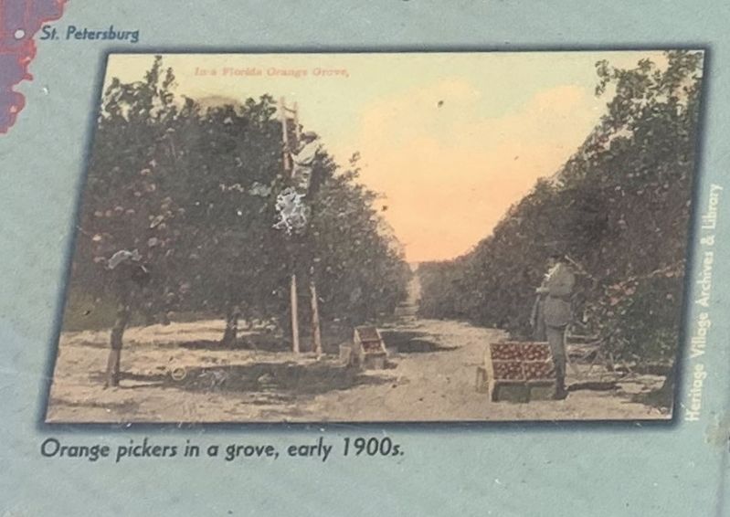 Orange pickers in a grove, early 1900s.. Click for full size. Orange pickers in a grove, early 1900s. image. Click for full size.