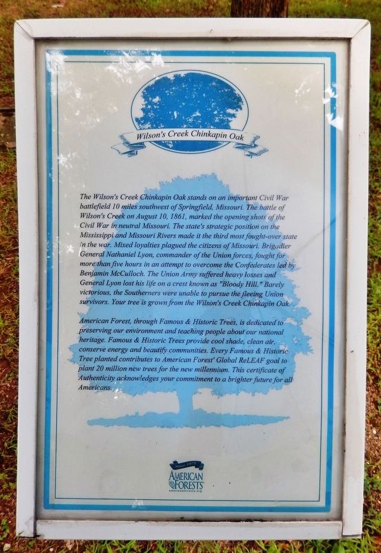 Wilson's Creek Chinkapin Oak Marker image. Click for full size.