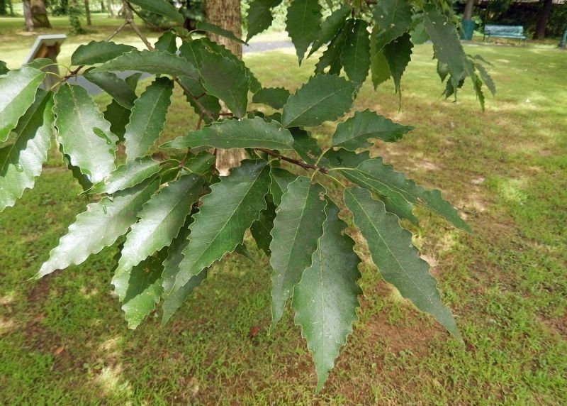 Wilson's Creek Chinkapin Oak Leaf Detail image. Click for full size.