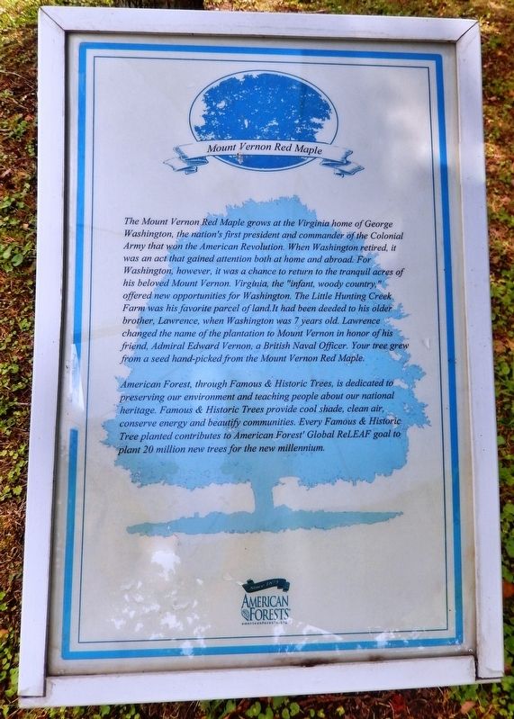 Mount Vernon Red Maple Marker image. Click for full size.