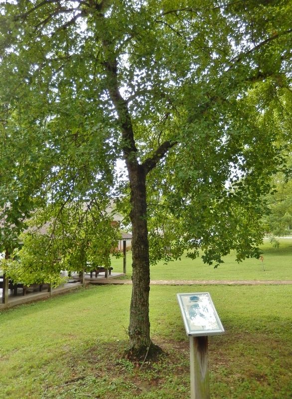 Mount Vernon Red Maple Marker & Tree image. Click for full size.