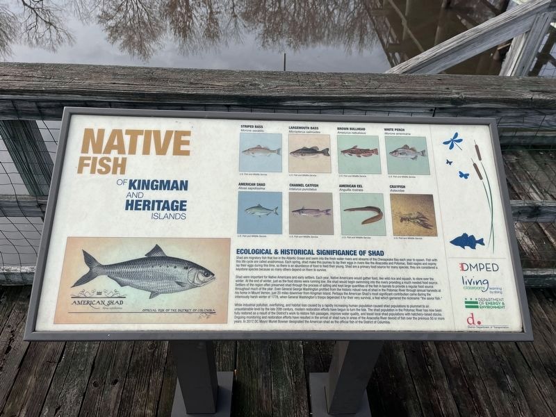 Native Fish of Kingman and Heritage Islands Marker image. Click for full size.