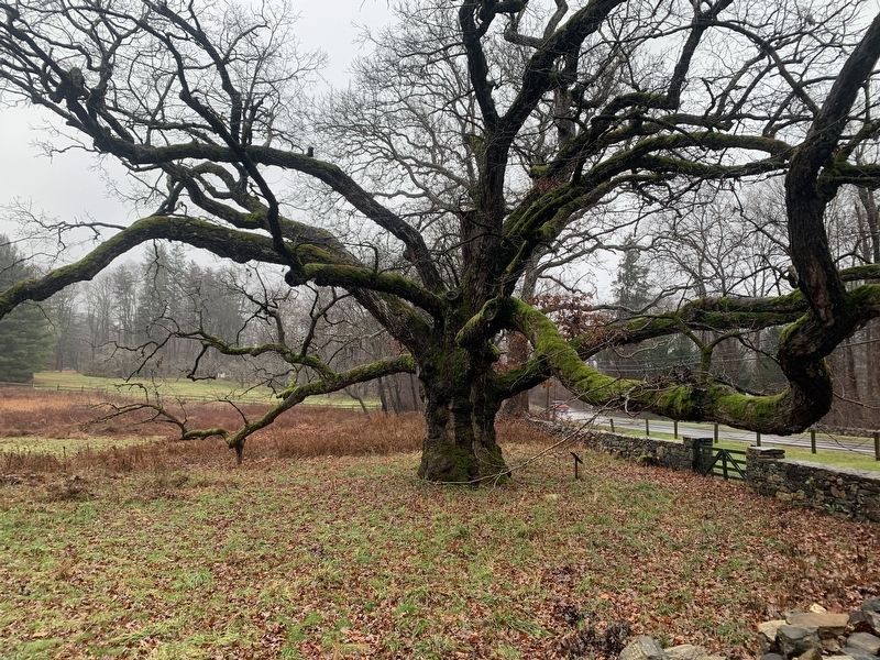 The Bedford Oak Tree image. Click for full size.