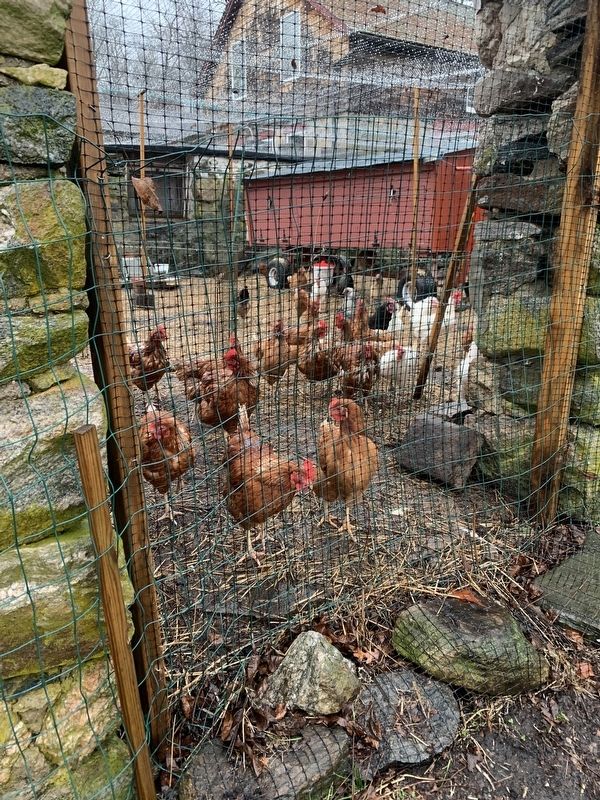 Intergenerate Chicken Co-op Marker. Click for full size. Intergenerate Chicken Co-op Marker image. Click for full size.