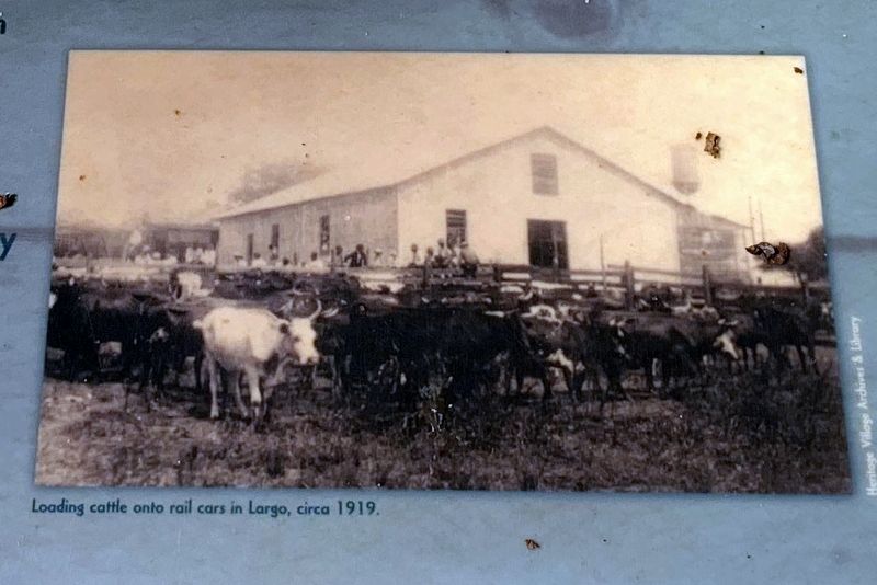 Loading cattle onto rail cars in Largo, circa 1919. image. Click for full size.