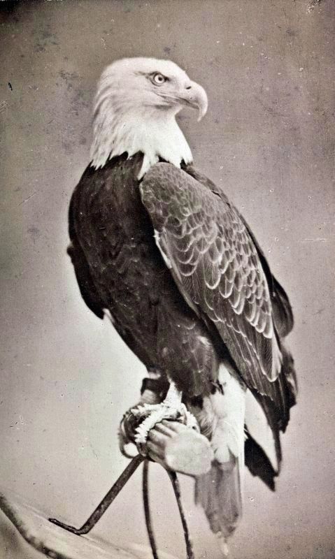 Old Abe, the live war eagle of Wisconsin,<br>from the Centennial,<br>1876. image. Click for full size.