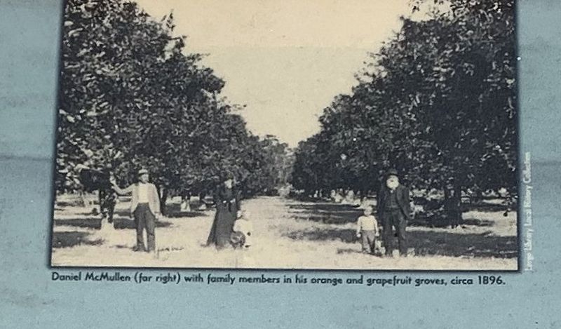 Daniel McMullen (far right) with family members in his orange and grapefruit groves, circa 1896. Click for full size. Daniel McMullen (far right) with family members in his orange and grapefruit groves, circa 1896 image. Click for full size.