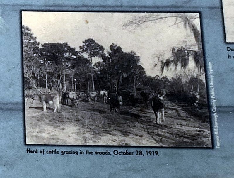 Herd of cattle grazing in the woods, October 28, 1919. image. Click for full size.