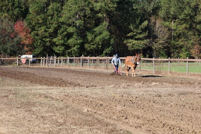 The Farmer Plowing with the mule. Click for full size. The Farmer Plowing with the mule image. Click for full size.