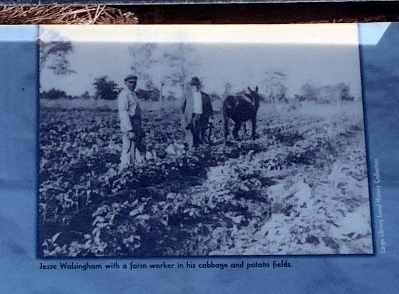 Jesse Walsingham with a farm worker in his cabbage and potato fields. image. Click for full size.