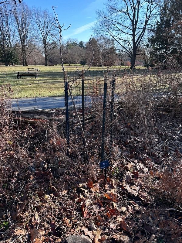 Apple Tree sapling image. Click for full size.